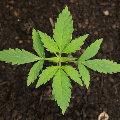 Watermelon Auto #1 growlog timeline photo