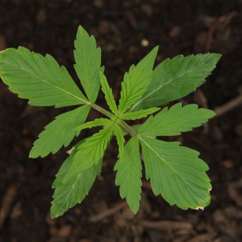Watermelon Auto #2 growlog timeline photo