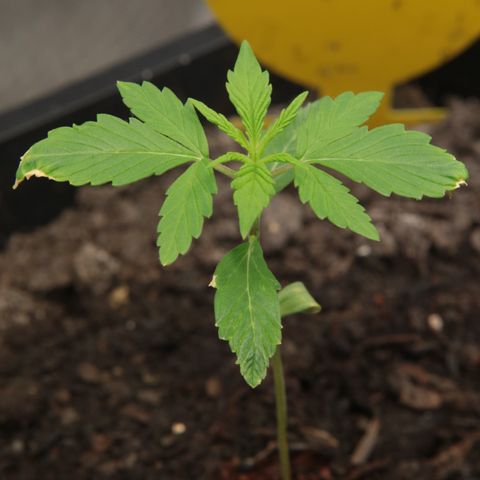 Watermelon Auto #2 growlog timeline photo