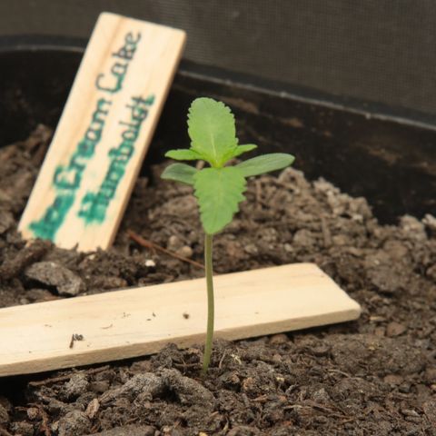 Ice Cream Cake FF #1 growlog timeline photo