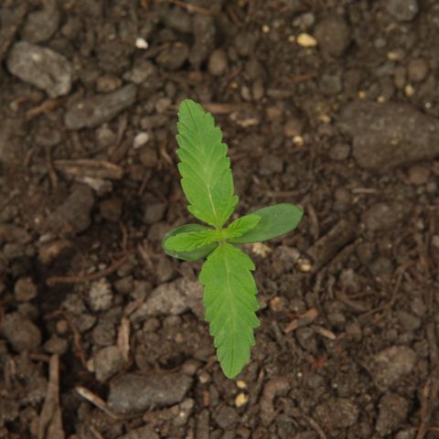 Ice Cream Cake FF #1 growlog timeline photo