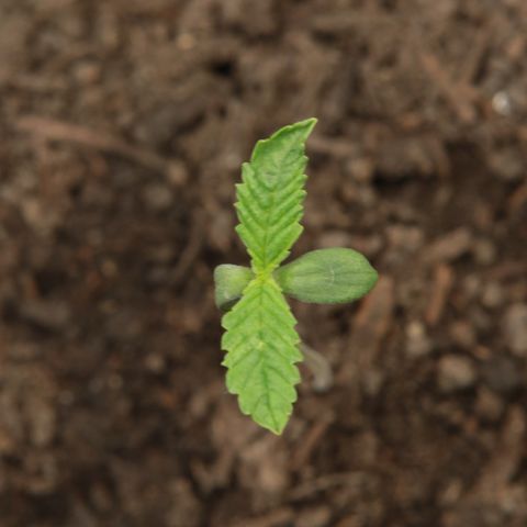 Ice Cream Cake FF #2 growlog timeline photo
