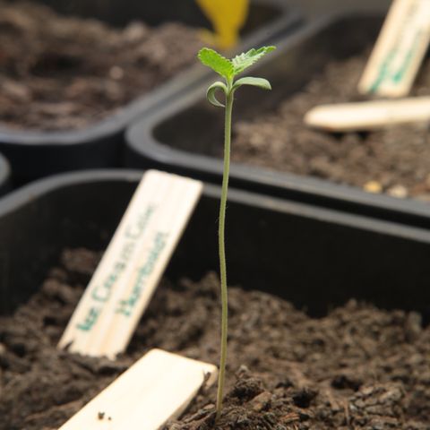 Ice Cream Cake FF #2 growlog timeline photo