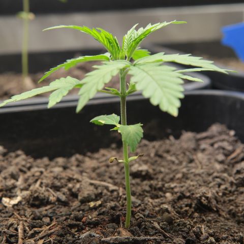Watermelon Auto #1 growlog timeline photo
