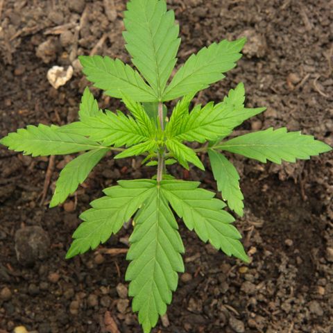 Watermelon Auto #1 growlog timeline photo