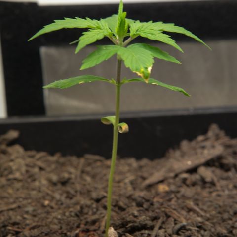 Watermelon Auto #2 growlog timeline photo