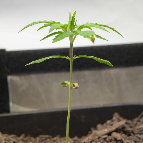 Watermelon Auto #2 growlog timeline photo
