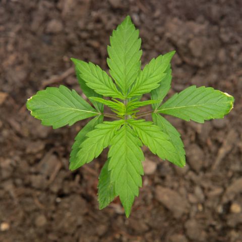 Watermelon Auto #2 growlog timeline photo