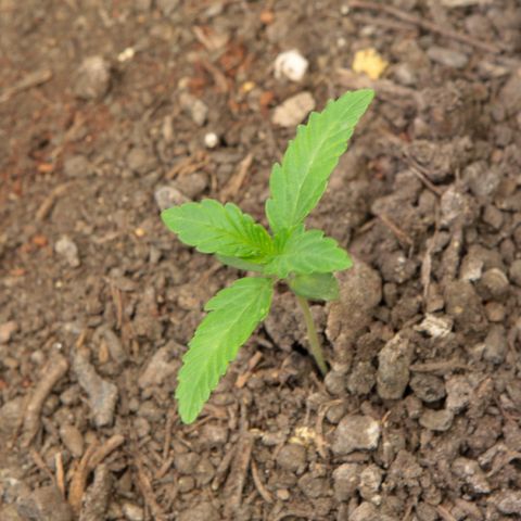 Ice Cream Cake FF #1 growlog timeline photo