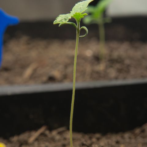 Ice Cream Cake FF #2 growlog timeline photo