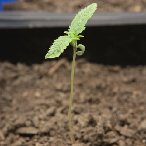 Ice Cream Cake FF #2 growlog timeline photo