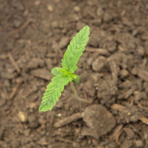 Ice Cream Cake FF #2 growlog timeline photo