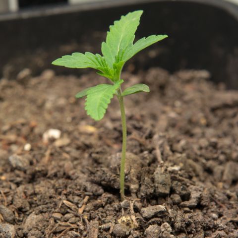 Ice Cream Cake FF #1 growlog timeline photo