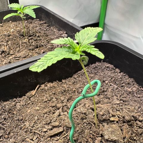 Ice Cream Cake FF #2 growlog timeline photo
