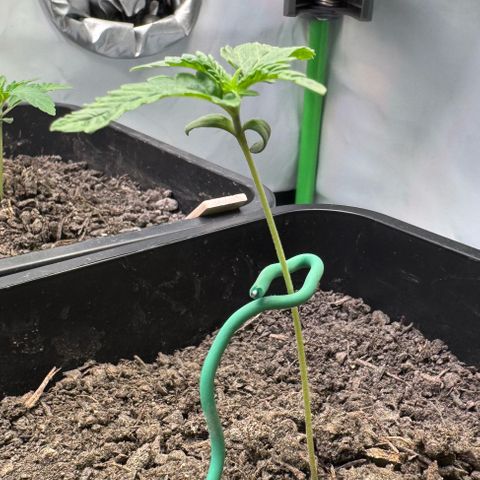Ice Cream Cake FF #2 growlog timeline photo