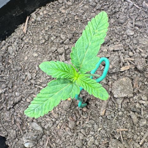 Ice Cream Cake FF #2 growlog timeline photo