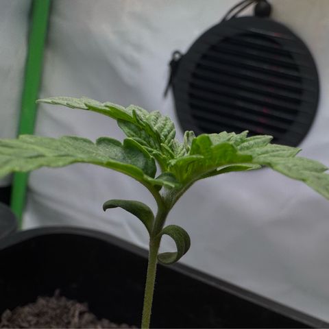 Ice Cream Cake FF #2 growlog timeline photo