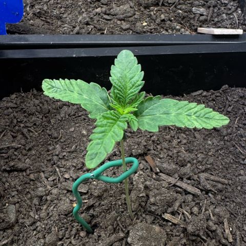 Ice Cream Cake FF #2 growlog timeline photo
