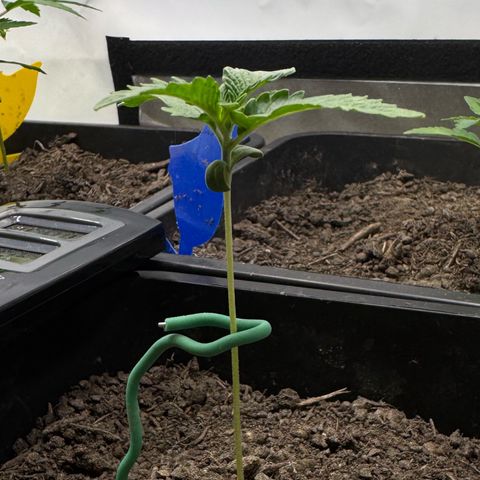 Ice Cream Cake FF #2 growlog timeline photo