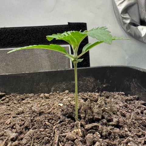 Ice Cream Cake FF #1 growlog timeline photo