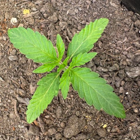 Ice Cream Cake FF #1 growlog timeline photo