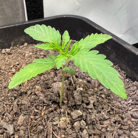 Ice Cream Cake FF #1 growlog timeline photo