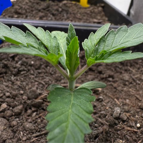 Ice Cream Cake FF #1 growlog timeline photo