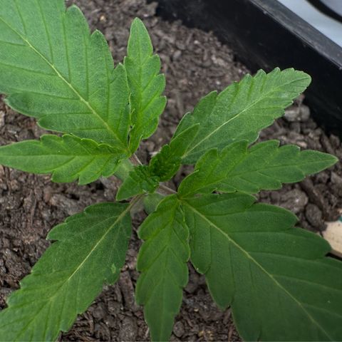 Ice Cream Cake FF #1 growlog timeline photo