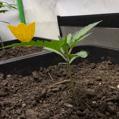 Ice Cream Cake FF #1 growlog timeline photo