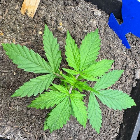 Watermelon Auto #1 growlog timeline photo