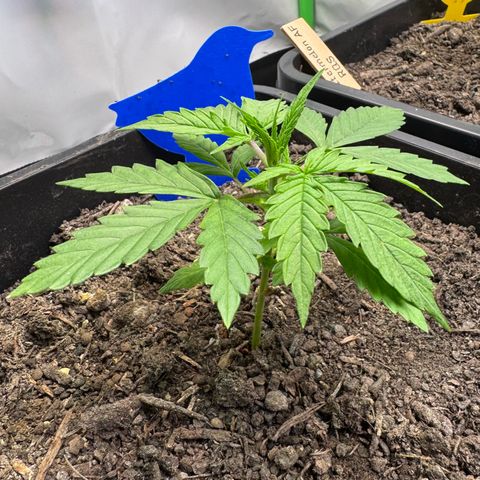 Watermelon Auto #1 growlog timeline photo