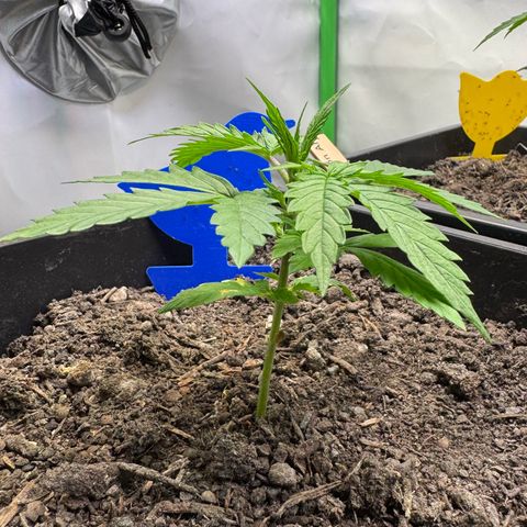 Watermelon Auto #1 growlog timeline photo