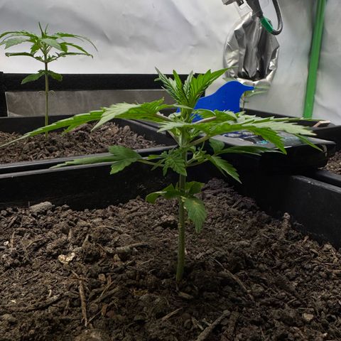Watermelon Auto #1 growlog timeline photo