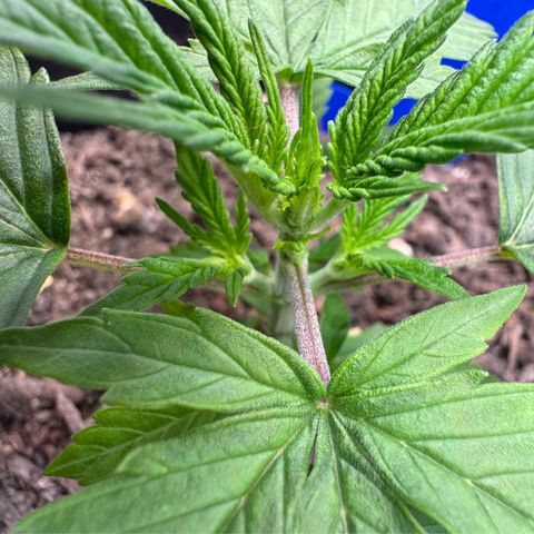 Watermelon Auto #1 growlog timeline photo