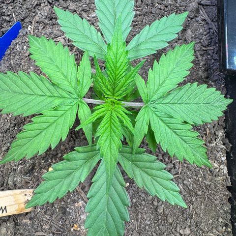 Watermelon Auto #1 growlog timeline photo