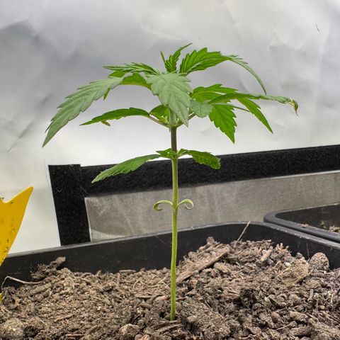 Watermelon Auto #2 growlog timeline photo
