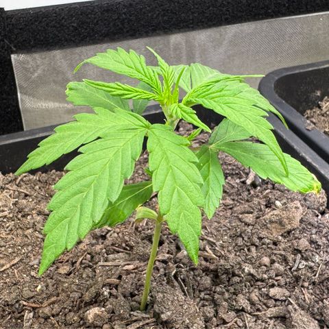 Watermelon Auto #2 growlog timeline photo