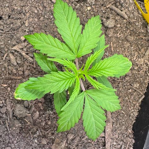 Watermelon Auto #2 growlog timeline photo