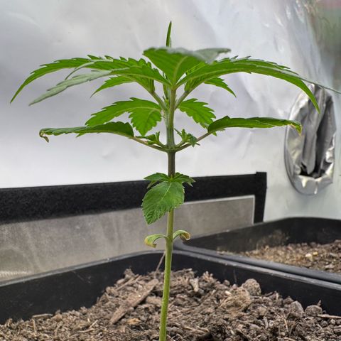 Watermelon Auto #2 growlog timeline photo