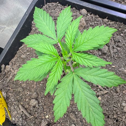 Watermelon Auto #2 growlog timeline photo