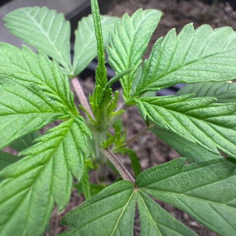 Watermelon Auto #2 growlog timeline photo