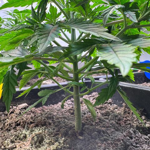 Watermelon Auto #1 growlog timeline photo