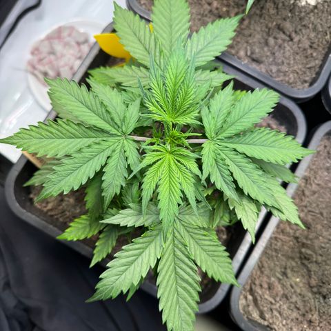Watermelon Auto #1 growlog timeline photo