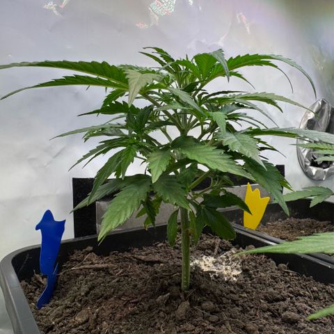 Watermelon Auto #2 growlog timeline photo