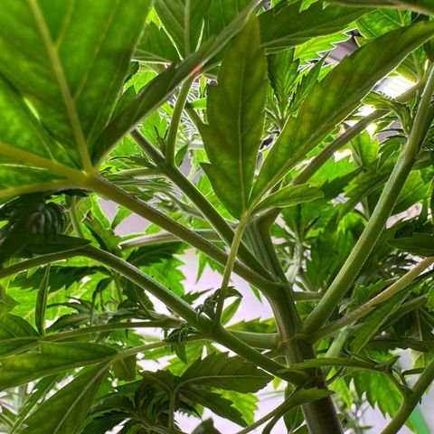 Watermelon Auto #2 growlog timeline photo