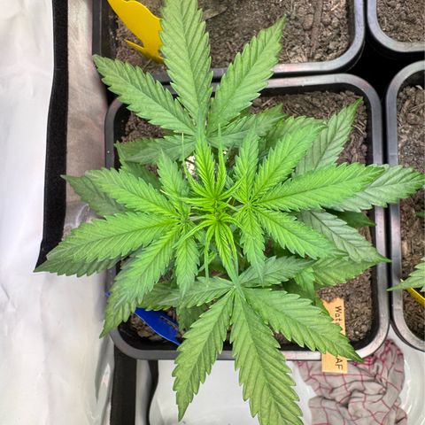 Watermelon Auto #2 growlog timeline photo