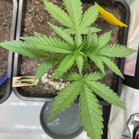 Ice Cream Cake FF #1 growlog timeline photo