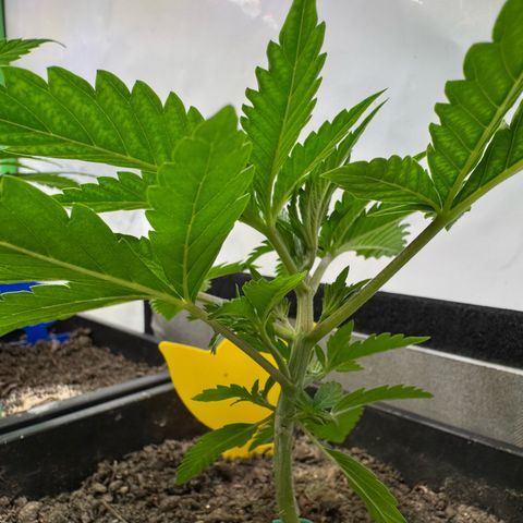 Ice Cream Cake FF #1 growlog timeline photo