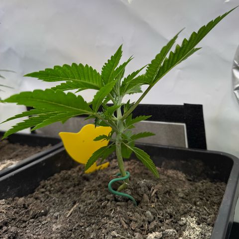 Ice Cream Cake FF #1 growlog timeline photo