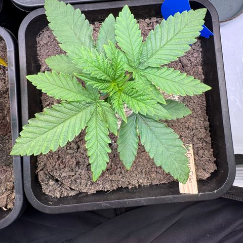 Ice Cream Cake FF #2 growlog timeline photo